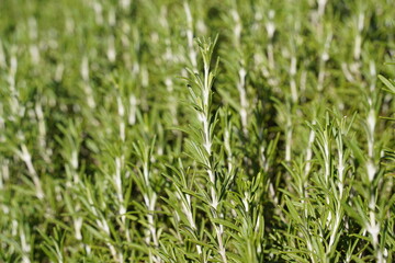 Fresh rosemary herb grows in the garden, rosemary plant in pot in the natural herb farm nursery plant garden