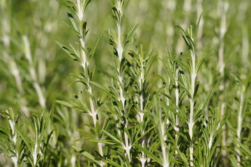 Fresh rosemary herb grows in the garden, rosemary plant in pot in the natural herb farm nursery plant garden