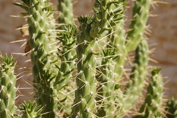 Beautiful cactus Opuntia cylindrica (Clolla) in the garden