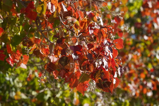 Backlit red leaf of a tallow tree also known as Sapium sebiferum or Triadica sebifera . Israel.