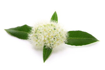 Lemon myrtle flowers and leaves, essential oil ingredients