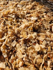 autumn leaves background