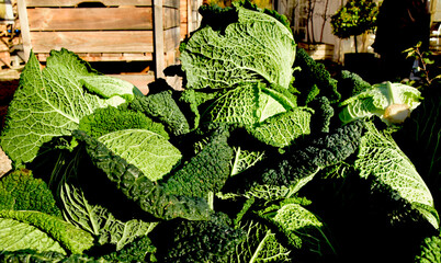 farmers harvest, cabbage on the market counter