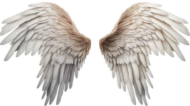 angel wings png