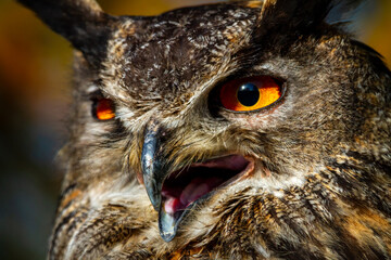 The European Eagle Owl