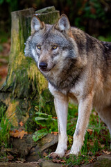 Portrait of a Grey Wolf