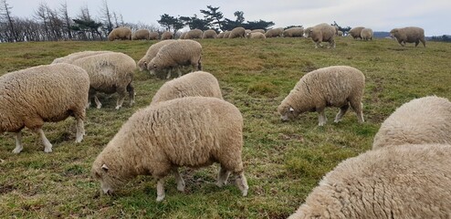 A flock of sheep in a field
