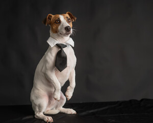 Jack Russell Terrier dog in a tie on a black background. Copy space. 