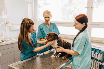Female veterinarian examining bulldog while nurses assisting in medical clinic