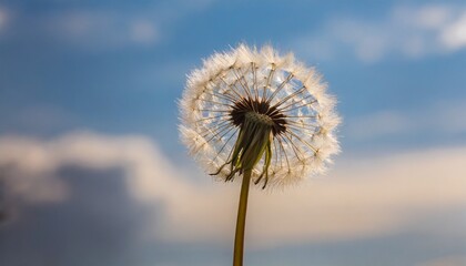 one dandelion on a gently blue sky background