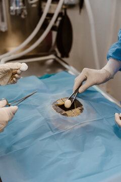 Animal surgeons putting cotton balls while performing surgery  in operating room at hospital