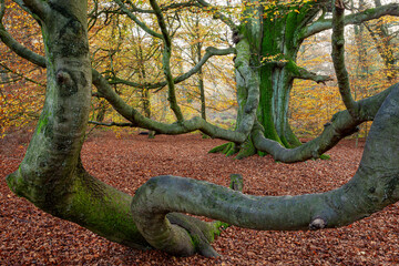 Old trees in the Reinhardswald forest in Germany