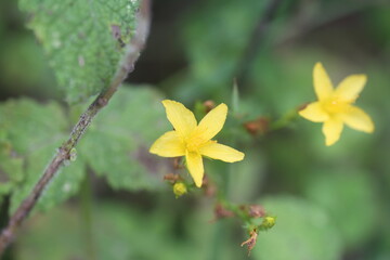yellow flowers in the garden