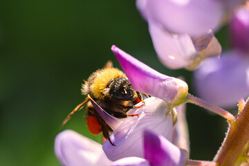 Spring, summer background. Bumblebee on a wildflower close-up.