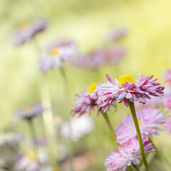 Spring, summer background. Meadow flowers. Daisies in a meadow on a sunny day.