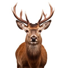 Close-up portrait of a deer head with horns, isolated on white background