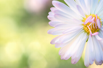 Close-up of a chamomile flower. Spring, summer background. Meadow Flower