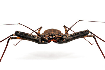 Afrikanische Geißelspinne // african Tailless Whip Scorpion (Damon diadema)