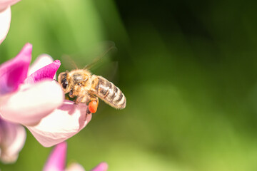 Spring, summer background. Honey bee on wildflowers.