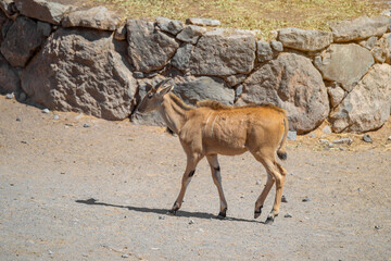 A lone giant eland (Taurotragus derbianus) walking in the desert on a sunny summer day. Fuerteventura Island, Spain.