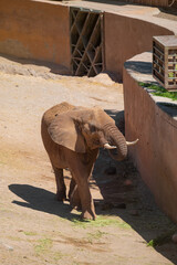 An African elephant (Loxodonta Africana) is walking on a sunny summer day. Fuerteventura, Canary Islands.