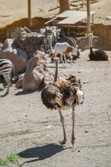 Portrait of an ostrich (Struthio camelus) from the back. Zebra and Scimitar-horned Oryx at the...