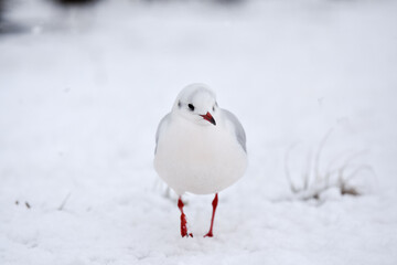 白い雪の中、立ってるカモメが可愛い