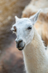 Close up portrait of a funny llama (Lama glama) on a sunny summer day. Fuerteventura, Canary Islands, Spain.