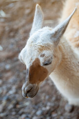 Close up portrait of a funny llama (Lama glama) on a sunny summer day. Fuerteventura, Canary Islands, Spain.