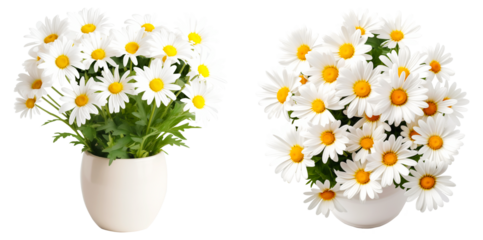 Set of daisies in a white pot on a transparent background. Front and top view.