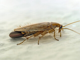 Bernstein-Waldschabe (Ectobius vittiventris) mit Oothek