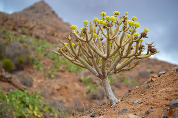 Beautiful landscape - small green tree in the desert of the Canary Island. Betancuria Mountains on a background. Fuerteventura, Spain.