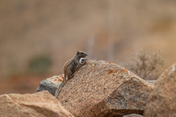 Naklejka na ściany i meble Curious Barbary ground squirrel or chipmunk on the rocks in Betancuria mountains. Fuerteventura, Canary Islands, Spain.