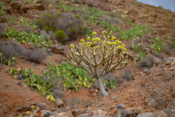 Beautiful landscape - small green tree in the desert of the Canary Island. Betancuria Mountains on a background. Fuerteventura, Spain.