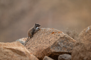 Curious Barbary ground squirrel or chipmunk on the rocks in Betancuria mountains. Fuerteventura, Canary Islands, Spain.