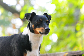 Portrait of a purebred dog Jack Russell Terrier