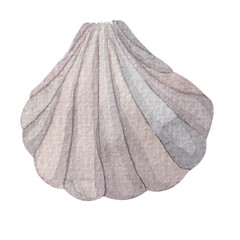 watercolor illustration of sea shells, hand drawn on a white background. Pearlescent delicate shades. marine theme, underwater elements