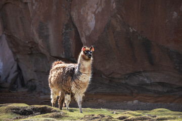 The lama stands in the valley of stones. Bolivia. Uyuni Altiplano