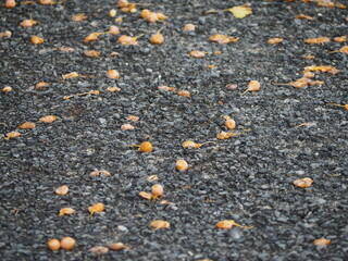 秋　地面に落ちた銀杏