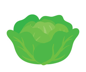Cabbage Vegetable Animated Cartoon Icon Vector in Hand drawing Doodle Illustration