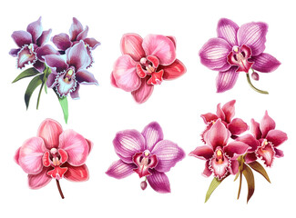 Vector pink and purple orchid in watercolor style  isolated on white background, vector flowers collection, orchid illustrations	
