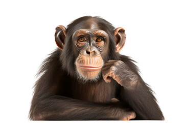 An African Chimpanzee isolated on a white background