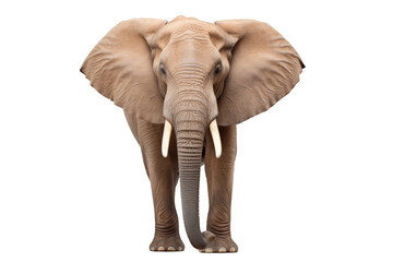 An elephant isolated on a white background
