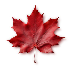 Naklejka na ściany i meble Red maple leaf isolated on transparent or white background, png