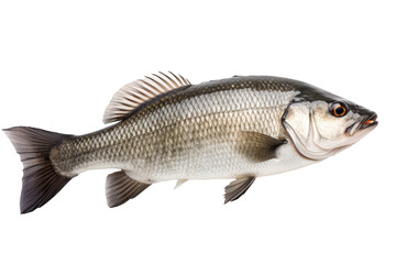 Fototapeta premium A Bass isolated on a white background