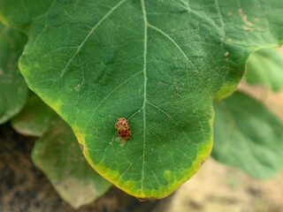 
A pair of Mexican beetles (Epilachna varivestis) mate on a leaf.