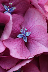 Pink mophead Hydrangea flowers in macro close up