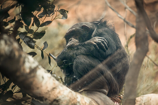Heute bin Ich ein grimmiger Schimpanse