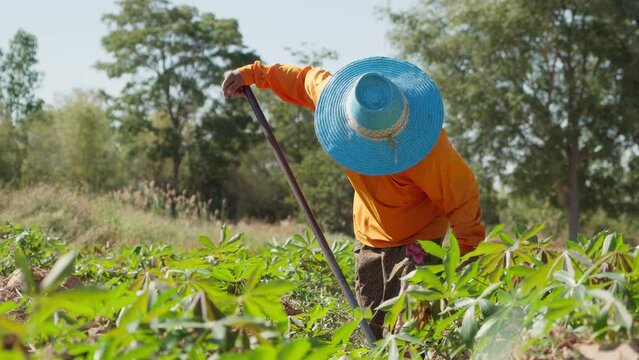 Farmers eliminate weeds in cassava fields during the dry season in Thailand. Mowing the weeds in the cassava field. Footage B roll