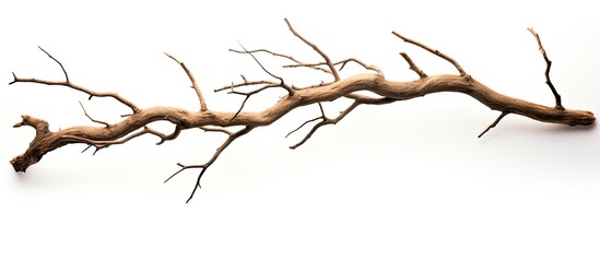 Single dead tree branch isolated on white background. - obrazy, fototapety, plakaty